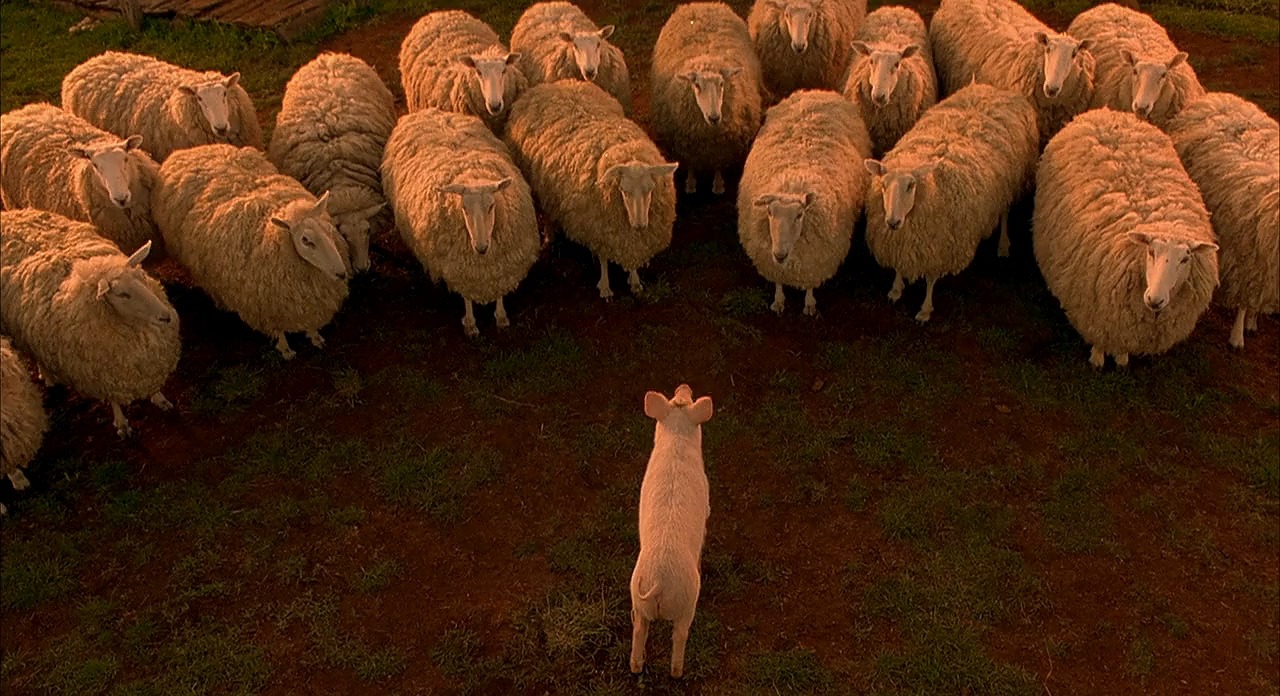 Babe the pig stands before a group of sheep at sunset, a touching moment where the little pig earns their respect and proves his worth as a sheep-herding champion