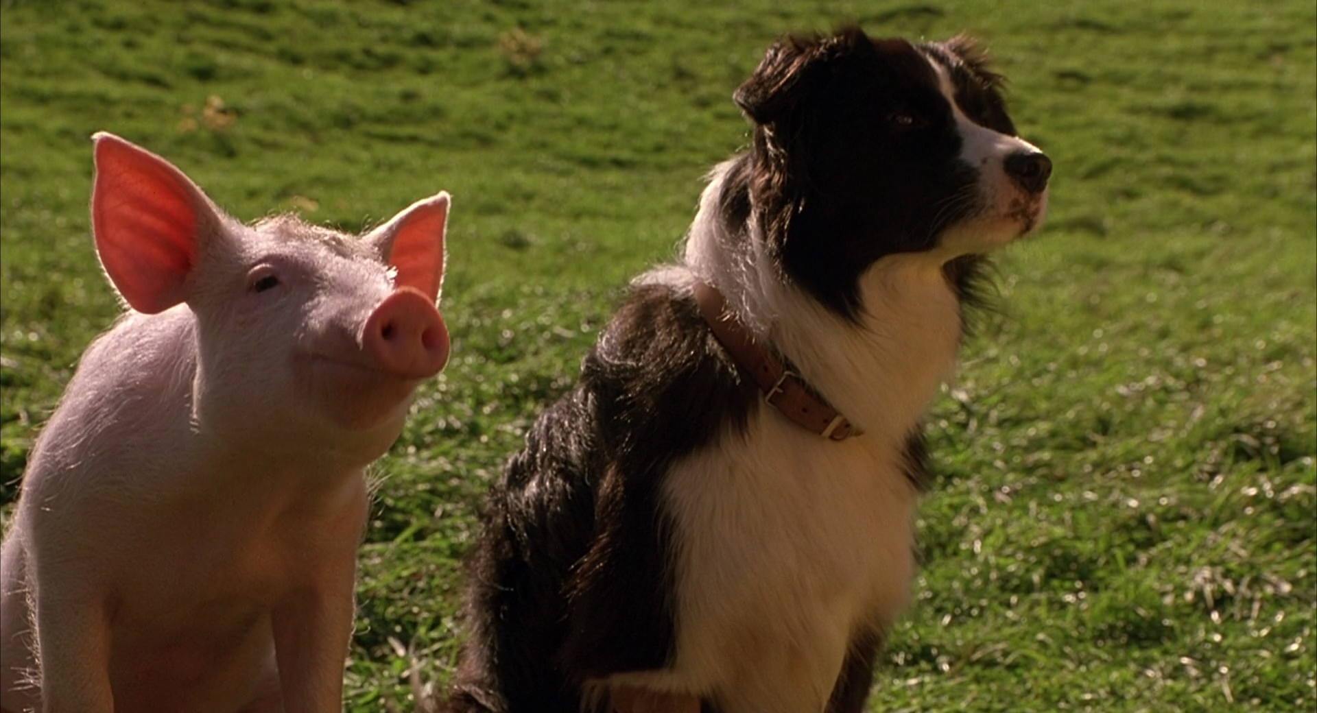 Babe the pig and Fly the sheepdog sitting together on a green farm